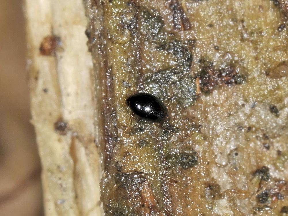 Scaphisoma agaricinum?